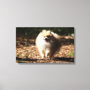 Pommeren draaien in de Gestorven bladeren Canvas Afdruk