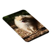 Pommeren draaien in de Gestorven bladeren Magneet (Rechterzijde)