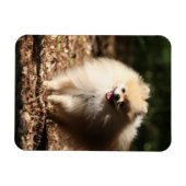 Pommeren draaien in de Gestorven bladeren Magneet (Horizontaal)