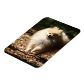 Pommeren draaien in de Gestorven bladeren Magneet (Linkerzijde)