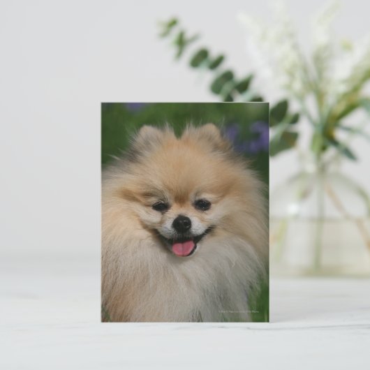 Pommeren glimlachen briefkaart (Staand voorkant)