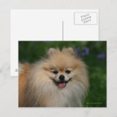 Pommeren glimlachen briefkaart (Voorkant / Achterkant)