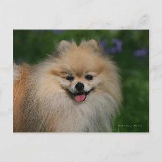 Pommeren glimlachen briefkaart (Voorkant)