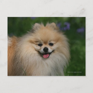 Pommeren glimlachen briefkaart