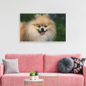 Pommeren glimlachen canvas afdruk (Insitu (Woonkamer))