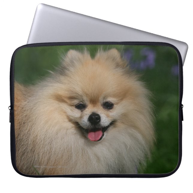 Pommeren glimlachen laptop sleeve (Voorkant)