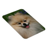 Pommeren glimlachen magneet (Rechterzijde)