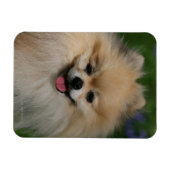 Pommeren glimlachen magneet (Horizontaal)