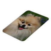 Pommeren glimlachen magneet (Linkerzijde)