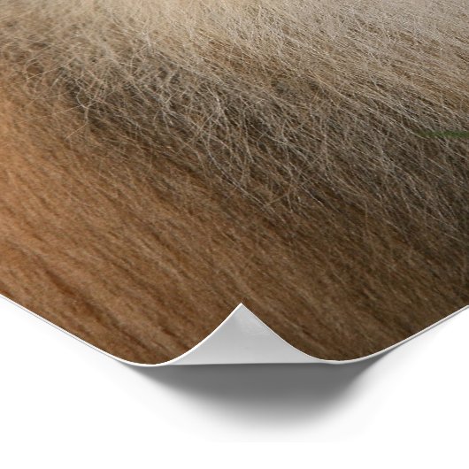 Pommeren glimlachen poster (Hoek)