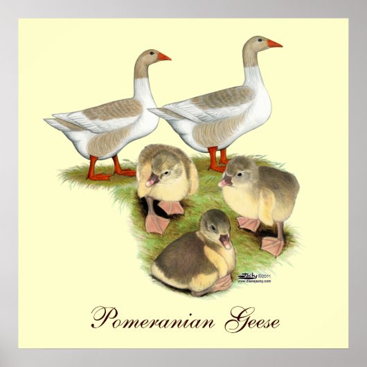 Pommeren Goose Family Poster (Voorkant)