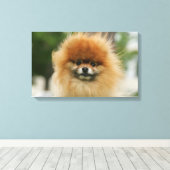 Pommeren Hoofdfoto's met camera's Canvas Afdruk (Insitu (Houten vloer))