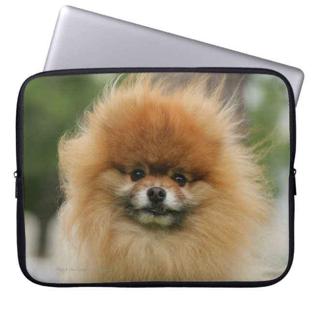 Pommeren Hoofdfoto's met camera's Laptop Sleeve (Voorkant)
