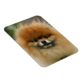 Pommeren Hoofdfoto's met camera's Magneet (Rechterzijde)