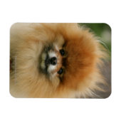 Pommeren Hoofdfoto's met camera's Magneet (Horizontaal)