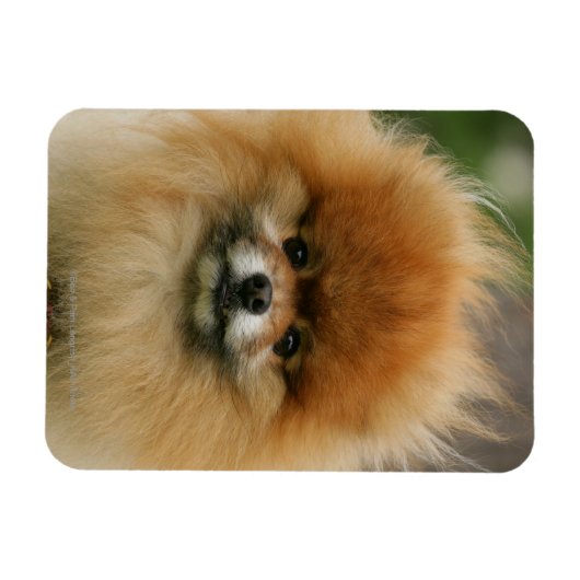 Pommeren Hoofdfoto's met camera's Magneet (Horizontaal)