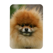 Pommeren Hoofdfoto's met camera's Magneet (Verticaal)