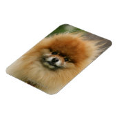 Pommeren Hoofdfoto's met camera's Magneet (Linkerzijde)