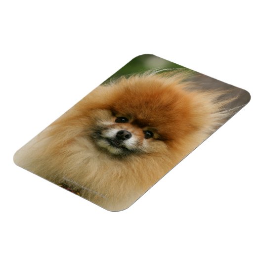 Pommeren Hoofdfoto's met camera's Magneet (Linkerzijde)