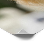 Pommeren Hoofdfoto's met camera's Poster (Hoek)