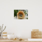 Pommeren Hoofdfoto's met camera's Poster (Keuken)