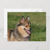 Pommeren hoofdschot pannen briefkaart (Voorkant / Achterkant)