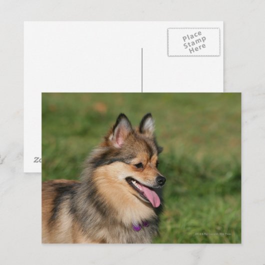 Pommeren hoofdschot pannen briefkaart (Voorkant / Achterkant)