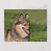 Pommeren hoofdschot pannen briefkaart (Voorkant)