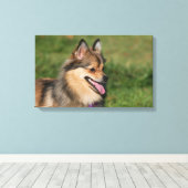 Pommeren hoofdschot pannen canvas afdruk (Insitu (Houten vloer))