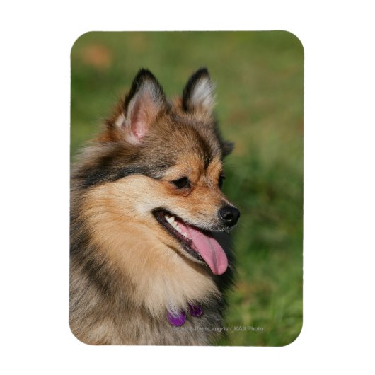 Pommeren hoofdschot pannen magneet (Verticaal)