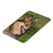 Pommeren hoofdschot pannen magneet (Linkerzijde)