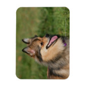 Pommeren hoofdschot pannen magneet (Verticaal)