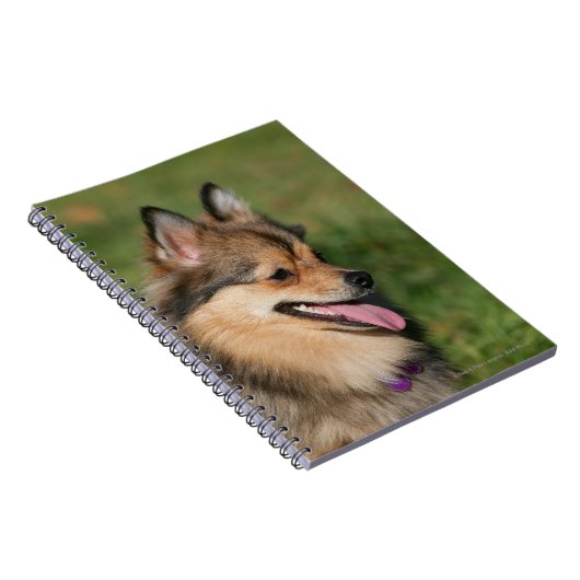 Pommeren hoofdschot pannen notitieboek (Rechterzijde)