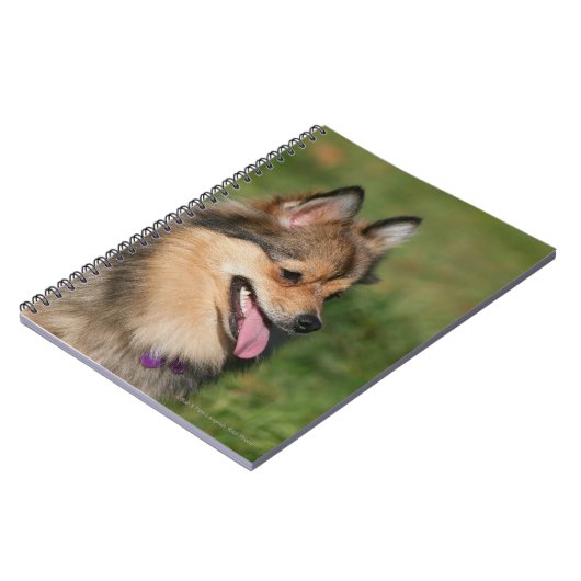 Pommeren hoofdschot pannen notitieboek (Linkerzijde)