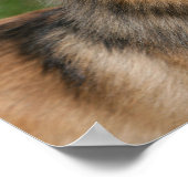 Pommeren hoofdschot pannen poster (Hoek)