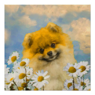 Pommeren in Daisies schilderen - Oorspronkelijke h Poster