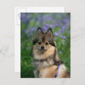 Pommeren in de Gras Briefkaart (Voorkant / Achterkant)