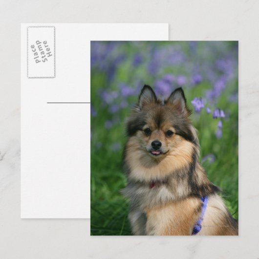 Pommeren in de Gras Briefkaart (Voorkant / Achterkant)