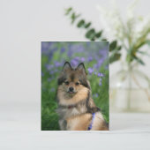 Pommeren in de Gras Briefkaart (Staand voorkant)