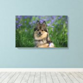 Pommeren in de Gras Canvas Afdruk (Insitu (Houten vloer))