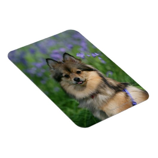 Pommeren in de Gras Magneet (Rechterzijde)