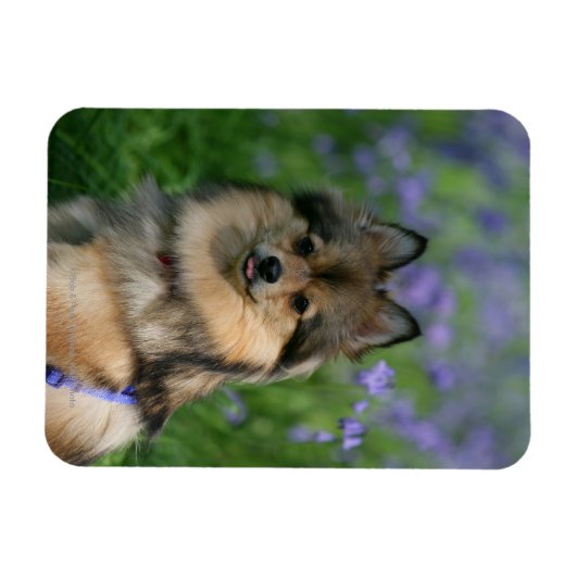 Pommeren in de Gras Magneet (Horizontaal)