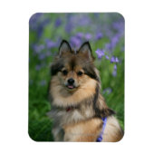 Pommeren in de Gras Magneet (Verticaal)