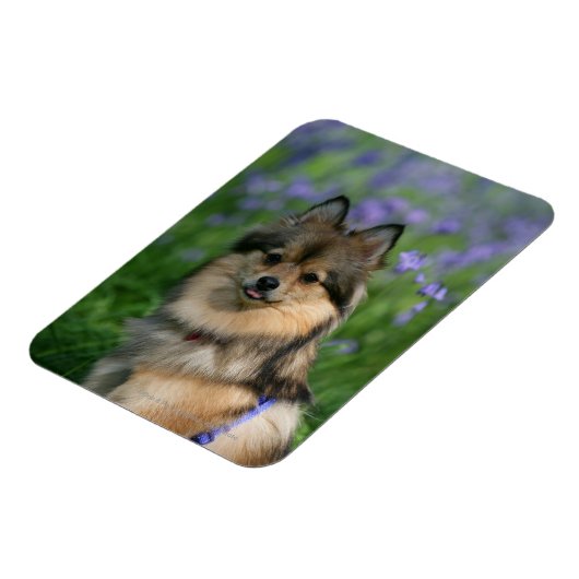 Pommeren in de Gras Magneet (Linkerzijde)