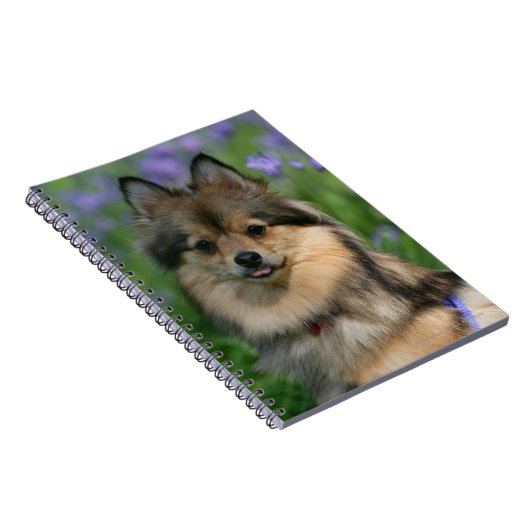 Pommeren in de Gras Notitieboek (Rechterzijde)