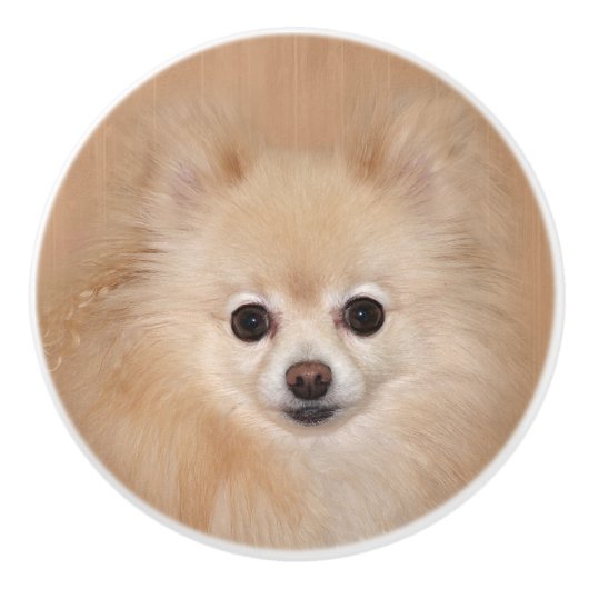 Pommeren Keramische Knop (Voorkant)