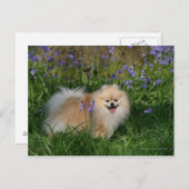 Pommeren kijken naar camera briefkaart (Voorkant / Achterkant)