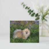 Pommeren kijken naar camera briefkaart (Staand voorkant)