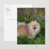 Pommeren kijken naar camera briefkaart (Voorkant / Achterkant)