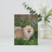 Pommeren kijken naar camera briefkaart (Staand voorkant)